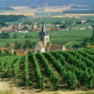 [Translate to Gruppenreisen in Frankreich:] Champagne, Weinreben, Sekt, Erlebnisreise