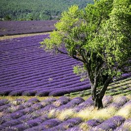 [Translate to Gruppenreisen in Frankreich:] Lavendel, Duft, Provencereise