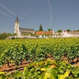 [Translate to Gruppenreisen in Frankreich:] Weinwandern, Burgund, Weinberge, Reben