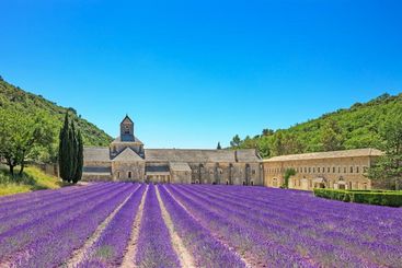 [Translate to Gruppenreisen in Frankreich:] Provence, Frankreichreise, Lavendelduft